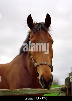 Un ritratto di un cavallo marrone Foto Stock
