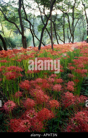 Campo Lycoris Kinchakuda Hidaka nella prefettura di Saitama Foto Stock