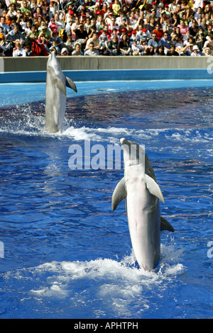 Spettacolo di Delfini, Acquario dello zoo di Madrid, Spagna Foto Stock