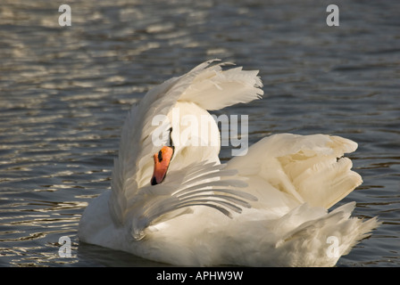 Cigno Cygnus olor nascondendo la testa sotto l'ala Foto Stock