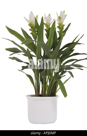 Tulipani Siam Curcuma alismatifolia Curcuma zedoaria con il bianco delle brattee vista in pianta in vaso bianco Foto Stock