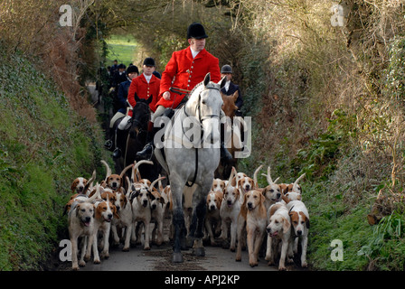 Un huntsman master con una muta di cani in occasione di una riunione di un country estate foxhounds caccia con cani su una montagna grigia cavallo mare Foto Stock