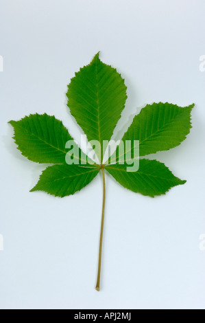 Ippocastano (Aesculus hippocastanum) foglie studio immagine Foto Stock