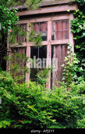 Una vecchia finestra in una manor house castello ricoperta di edera e cespugli abbandono creepy spooky vetro rotto i riquadri di windows vuoto Foto Stock