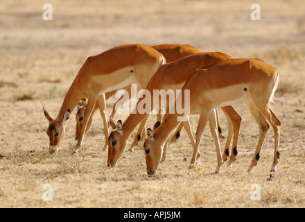 Allevamento di Impala femmina pascolare nel Masai Mara National Park, Kenya Foto Stock
