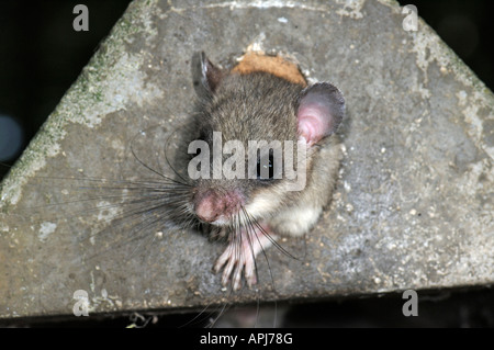 Commestibile Scoiattolo Ghiro tailed ghiro (Glis glis) adulto che fuggono attraverso il foro di volo come casella viene aperto Foto Stock