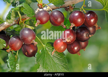 Jostaberry (Ribes x nidigrolaria) ramoscello con foglie e bacche di Jostaberry è un ibrido di corrente di nero e uva spina Foto Stock