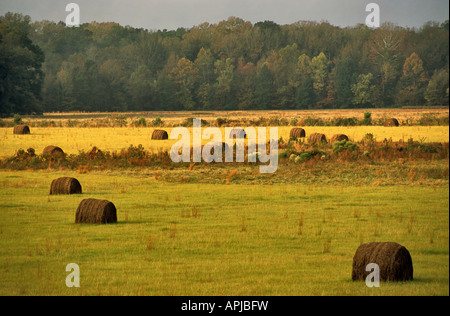 Natchez Trace Parkway vista dalla strada vicino a Port gibson mississippi usa Foto Stock