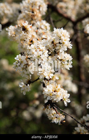 Hawthorne blackthorne blossom in stretta fino Foto Stock