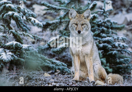Coyote su frosty mattina all'inizio inverno Foto Stock