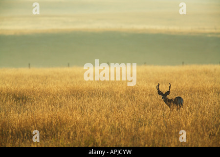 Mule Deer buck in velluto sulle praterie canadesi all'alba Foto Stock