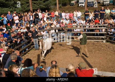 Beaulieu Road Pony sale Yard, gente comune di New Forest che mostra un puledro. Asta autunnale New Forest Ponies a Lyndhurst, Hampshire 2006, 2000s UK HOMER SYKES Foto Stock
