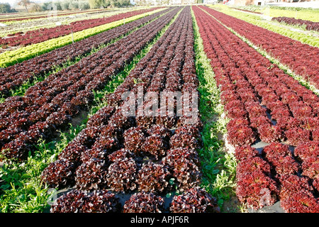 La produzione di ortaggi Balaguer Lleida Catalogna Spagna Europa Foto Stock