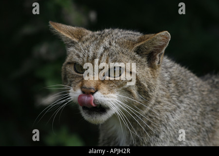 Scottish Wild Cat head Foto Stock