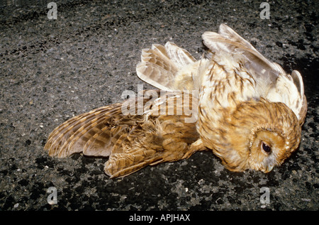 Animaux mort sur la route morti sulla strada accidentale Incidente accidentalmente animali animali spurgare sangue sanguinosa blut bl Foto Stock