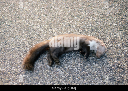 Animaux mort sur la route morti sulla strada accidentale Incidente accidentalmente animali animali spurgare sangue sanguinosa blut bl Foto Stock