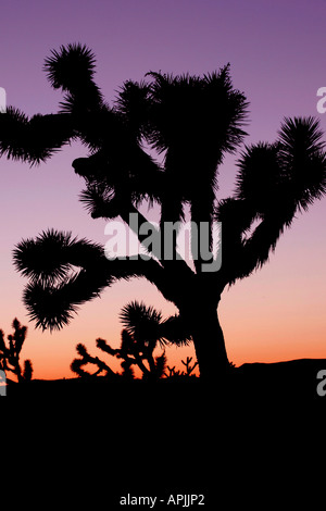 Alberi di Joshua in Arizona vicino al Grand Canyon Foto Stock
