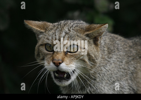 Scottish Wild Cat head Foto Stock