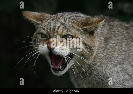 Scottish Wild Cat head Foto Stock