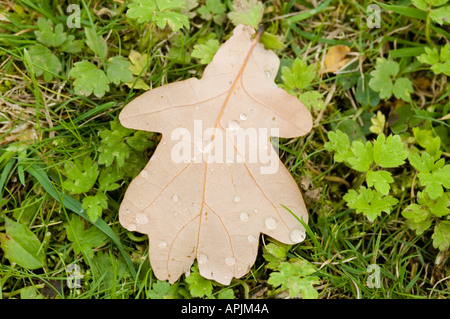 Primo piano della caduta di una foglia di quercia con goccioline di acqua Foto Stock