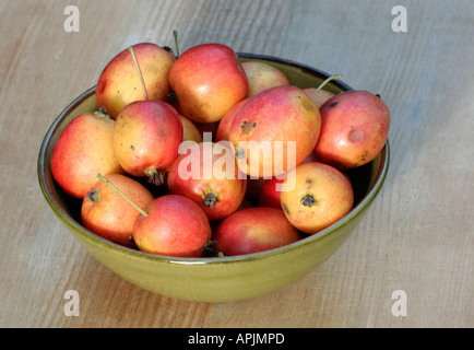 Malus John Downie rende forse il miglior crab apple jelly ma i frutti devono essere stati raccolti prima di deteriorarsi Foto Stock