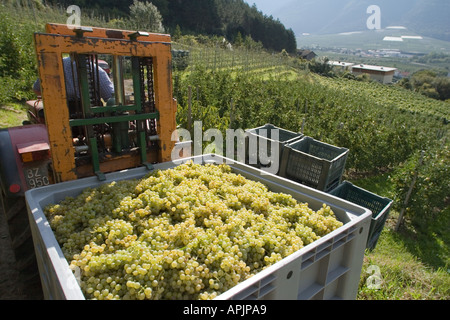 La vendemmia, la raccolta di uve bianche in contenitori con il trattore, Alto Adige, Italia Foto Stock