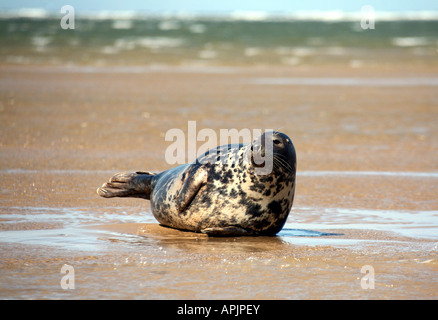 Guarnizione comune crogiolarsi al sole a Cromer fuori della costa di NORFOLK REGNO UNITO Foto Stock