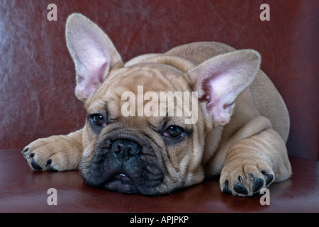 Un bulldog francese cucciolo su un marrone sedia in pelle. Foto Stock
