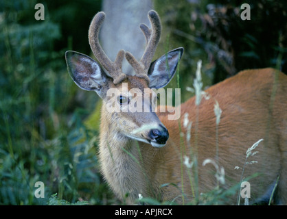 Un giovane White Tailed Deer buck con il velluto sui suoi palchi in un bosco di latifoglie, Foto Stock