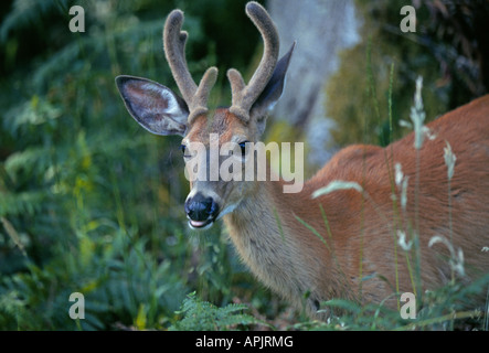 Un giovane White Tailed Deer buck con il velluto sui suoi palchi in estate Foto Stock