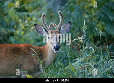 Ritratto di un giovane White Tailed Deer buck in velluto in estate Foto Stock