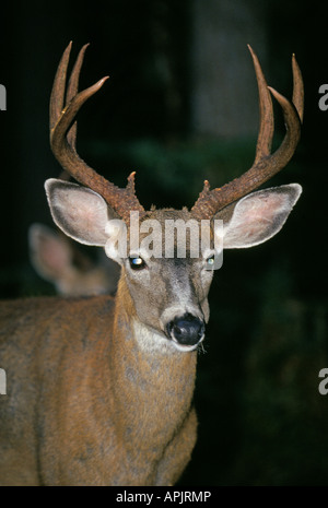 Un grande White Tailed Deer buck con luci che riflettono nei suoi occhi in un campo di notte Foto Stock