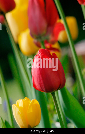 Rosso e giallo di fiori di tulipani Foto Stock