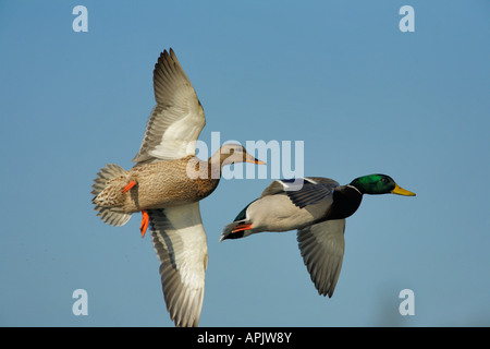 Mallard duck coppia in volo contro il cielo blu Victoria British Columbia Canada Foto Stock