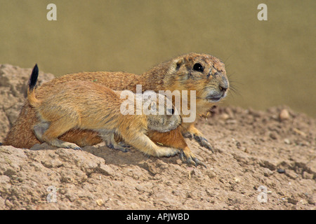 Nero-tailed cane della prateria e madre giovane vicino a den-Note-Captive oggetto. Foto Stock