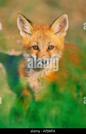 Giovani red fox pup ritratto al entrane a den. Foto Stock