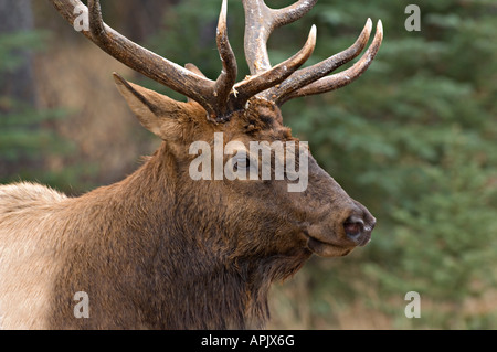 Un close up ritratto di un grande bull elk orecchie a piedi indietro Foto Stock