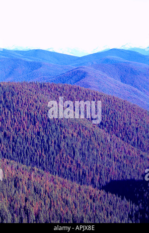 Morendo lodgepole pine trees (Pinus contorta) nella foresta infestata da Mountain Pine Beetle infestazione, BC, British Columbia, Canada Foto Stock