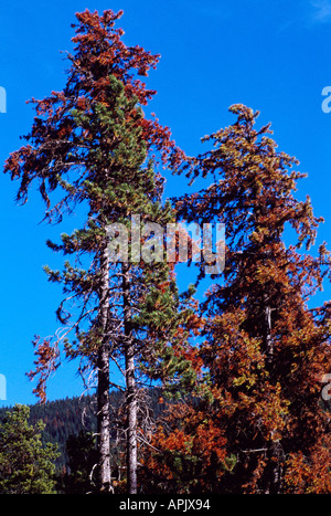 Morendo lodgepole pine trees (Pinus contorta) infestati da Mountain Pine Beetle, infestazione di insetti, BC, British Columbia, Canada Foto Stock