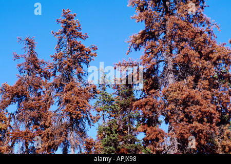 Morendo lodgepole pine trees (Pinus contorta) infestati da Mountain Pine Beetle, infestazione di insetti, BC, British Columbia, Canada Foto Stock