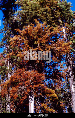 Morendo lodgepole pine trees (Pinus contorta) infestati da Mountain Pine Beetle, infestazione di insetti, BC, British Columbia, Canada Foto Stock