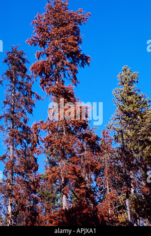 Morendo lodgepole pine trees (Pinus contorta) infestati da Mountain Pine Beetle, infestazione di insetti, BC, British Columbia, Canada Foto Stock