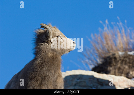 Un giovane femmina Rocky Mountain Bighorn vista laterale verticale contro un cielo blu Foto Stock