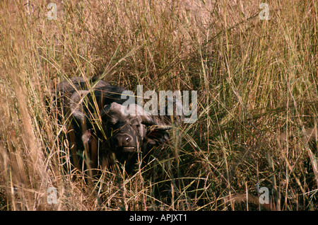 Bufali in Nord Luangwa National Park, Zambia. Foto Stock