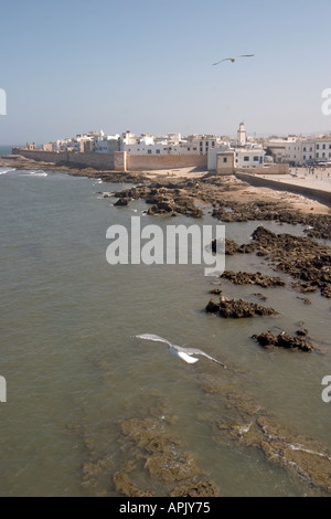 Ampio angolo di visualizzazione verticale del bianco della città murata di essaouira da Skala un gabbiano è volare in primo piano Foto Stock