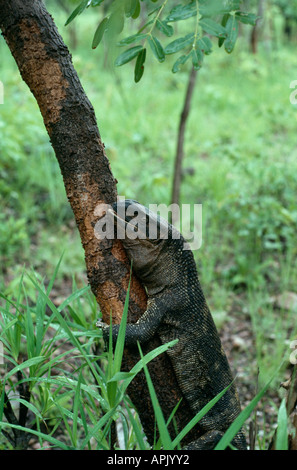 Monitor lizard vicino al fiume Luangwa, North Luangwa National Park, Zambia. Foto Stock