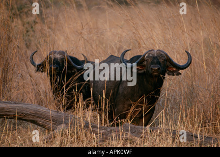 Bufali in Nord Luangwa National Park, Zambia. Foto Stock