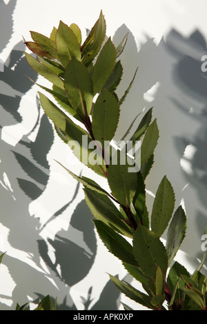 Un arbusto contro uno sfondo bianco. Foto Stock