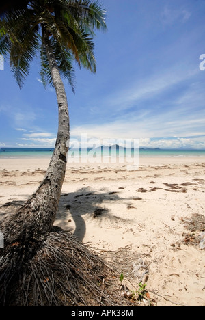 Palm Tree a Mission Beach, Queensland, Australia Foto Stock