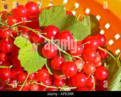 Ribes rosso appena raccolto da un giardino Wiltshire Inghilterra UK UE Foto Stock